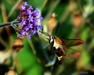 Humingbird Moth 2013