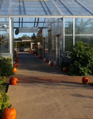 Path to the Greenhouse