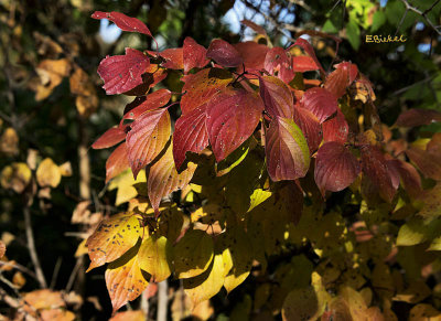 Fall Leaves 2013