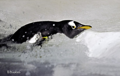 Splish Splash