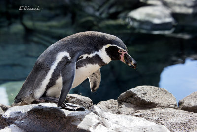 Warm Water Penguin