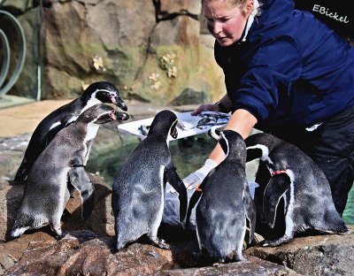 Penguin Feeding Time