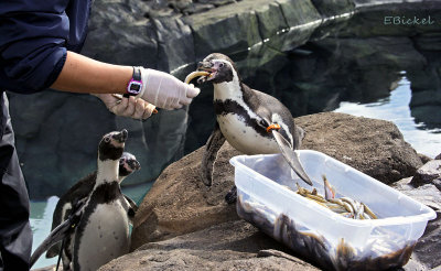 Feeding Penguins