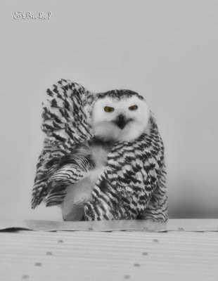 Snowy Owl