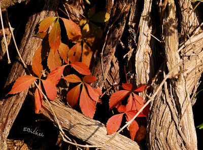 Changing Color 2013