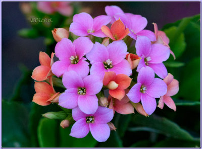 Other Color Flowers