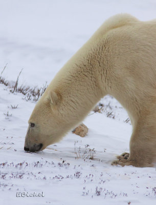 Wild Polar Bears of Hudson Bay