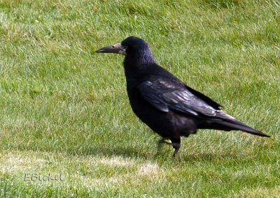 Raven at Stonehenge