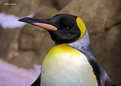 King Penguin