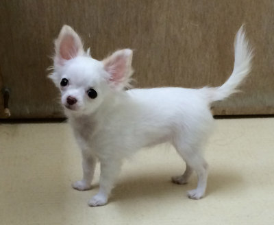 Standing at 4 Months Old