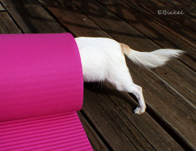 Bailey and the Yoga Mat