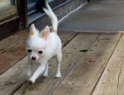 Puppy Zoom