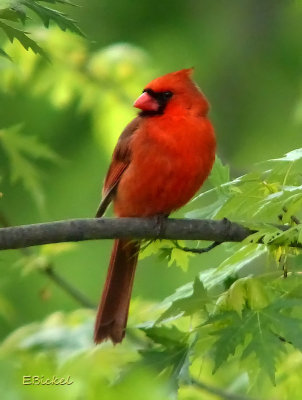 Cardinal 2014