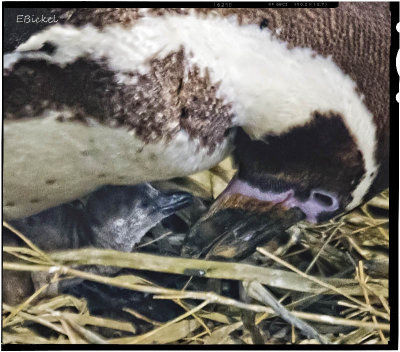 Four Day Old Penguin Chick