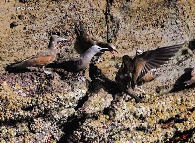 Brown Noddy Terns