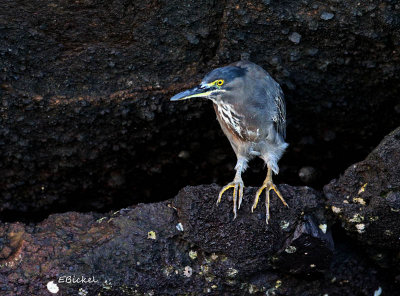 Lava Heron