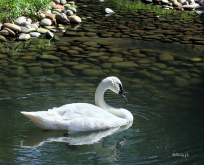 Trumpter Swan
