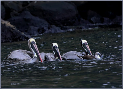 Three Pelicans & One Booby