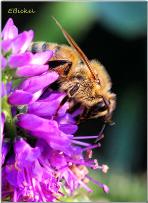 Honey Bee 2014