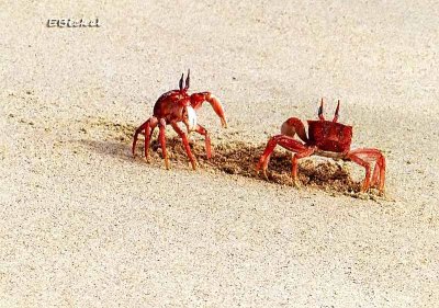 Ghost Crabs