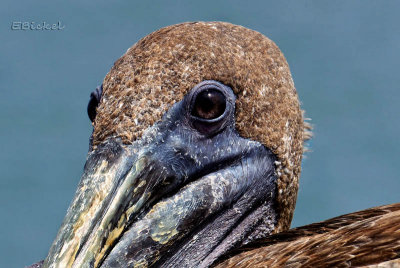 Brown Pelican