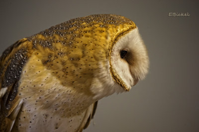 Barn Owl