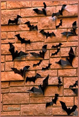 Bats on the Wall