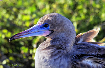 Juvenile Red Footed Boobie