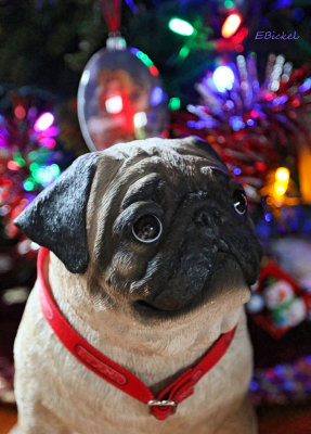 Pug Under the Tree 2014