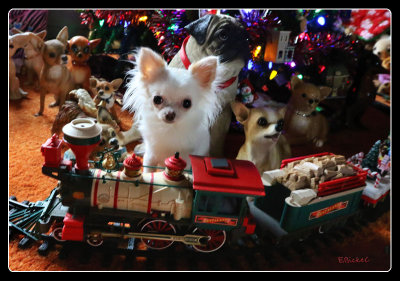 First Brite Star Christmastime 2014