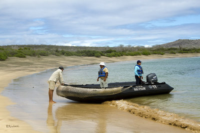 Panga