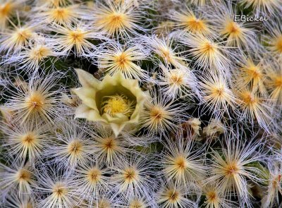 Cactus Flower