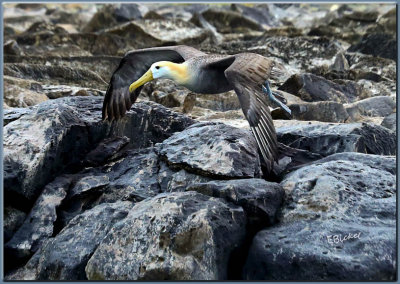 Flight of the Waved Alrobatross