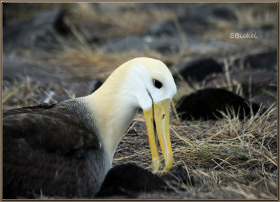 Waved Albatross