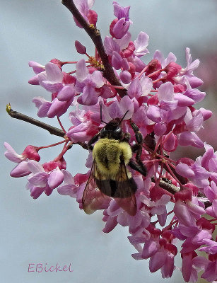 Bumble Bee on the Red Buds 2015