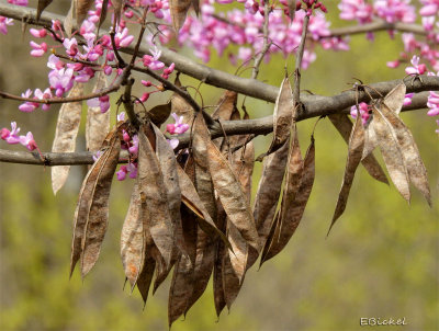 Red Bud Seed Pods 2015