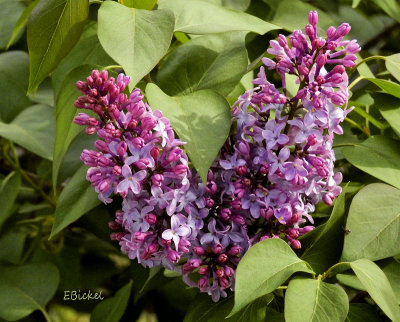 Lilacs 2015