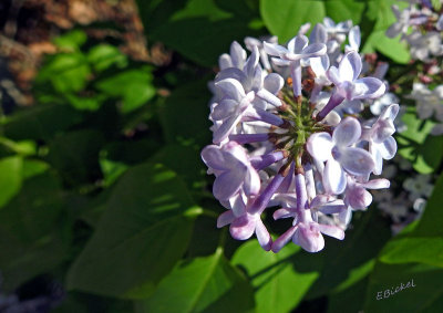 Lilac 2015
