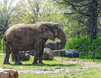 Zoo Elephant