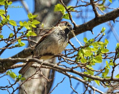 Sparrow Gathering 