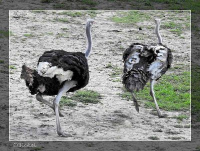 Ostrich Chases Emu