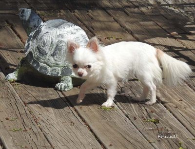 Bailey and the Turtle 2015