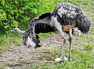 Protecting Her Eggs