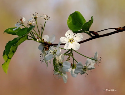 Bradford Pear 2015