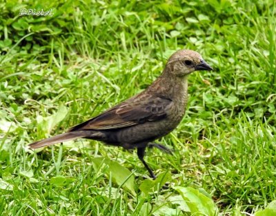 (Molothrus ater)  Juvenile Female Brown headed Cowbird