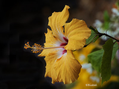 Hawaiis State Flower