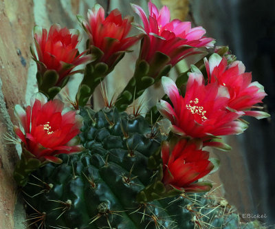 Cactus Flowers 2015