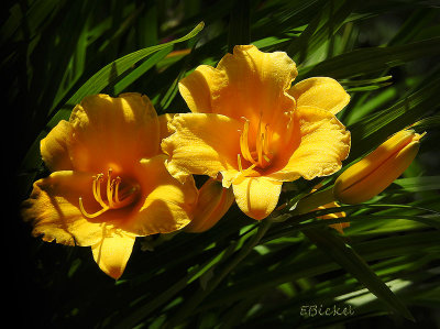 Day Lilies 2015