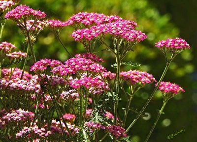 Pink for Picking 2015