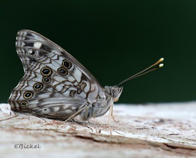  Hackberry Emperor 